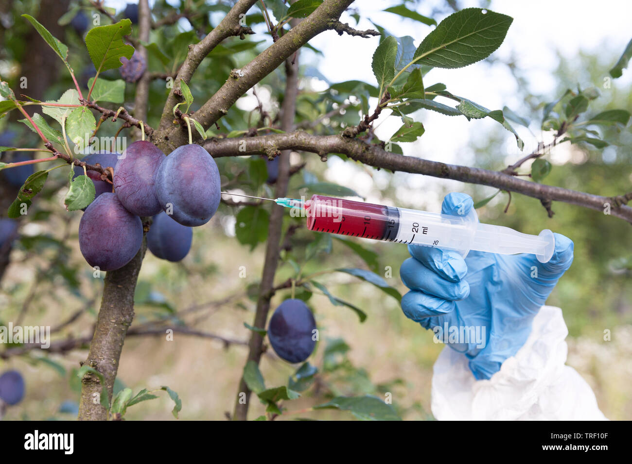 Fruit colored with artificial color, treating fruits with dangerous