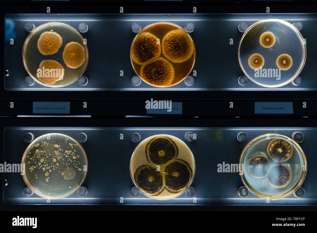 different samples with kinds of bacterias living at common household ...
