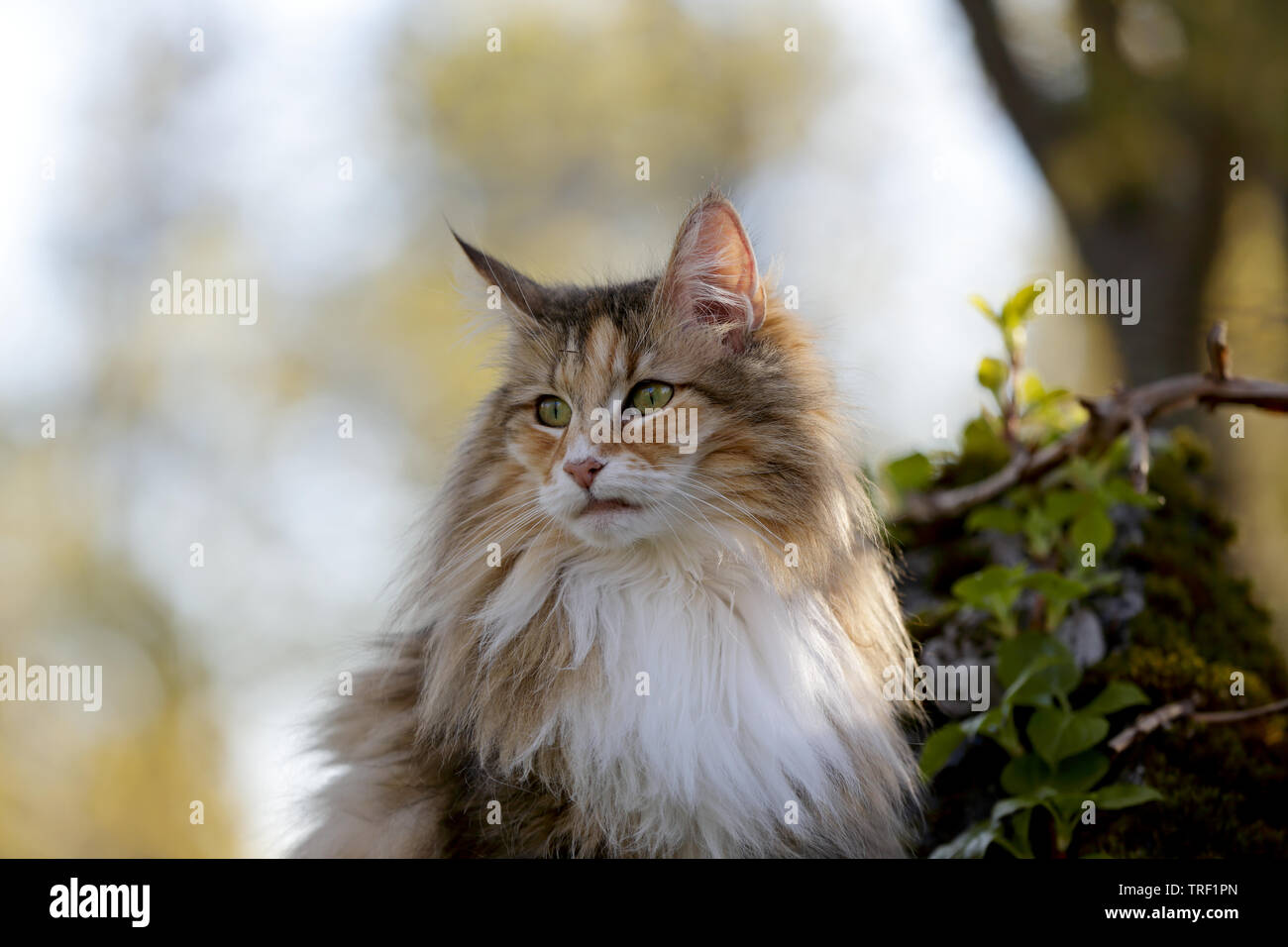 Beautiful Norwegian forest cat female sitting in garden in the evening light Stock Photo
