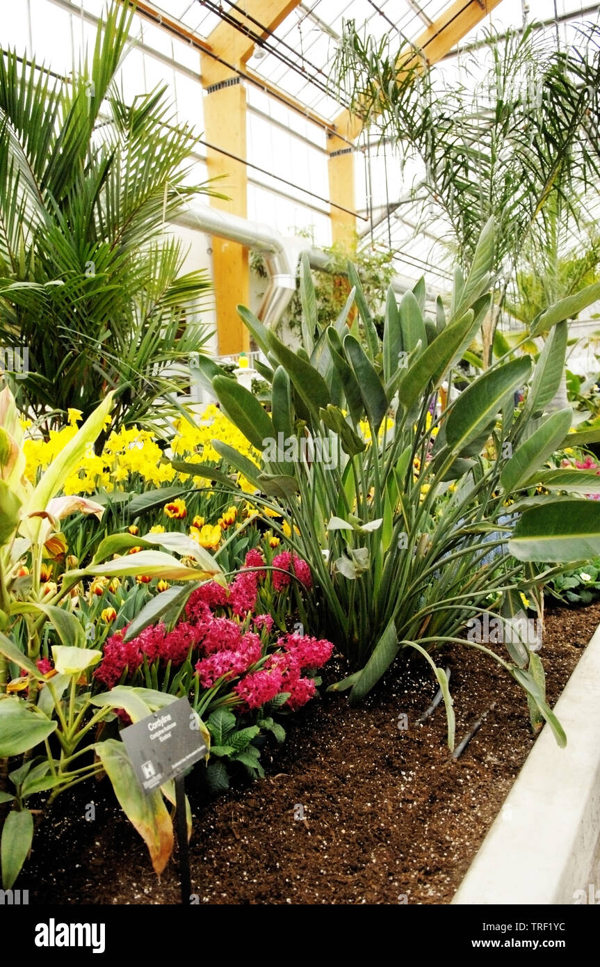 A close up few in a new greenhouse in Hamilton with beautiful colorful spring flowers Stock Photo