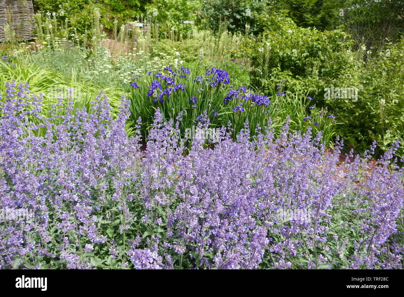 Iris and Lavender Stock Photo