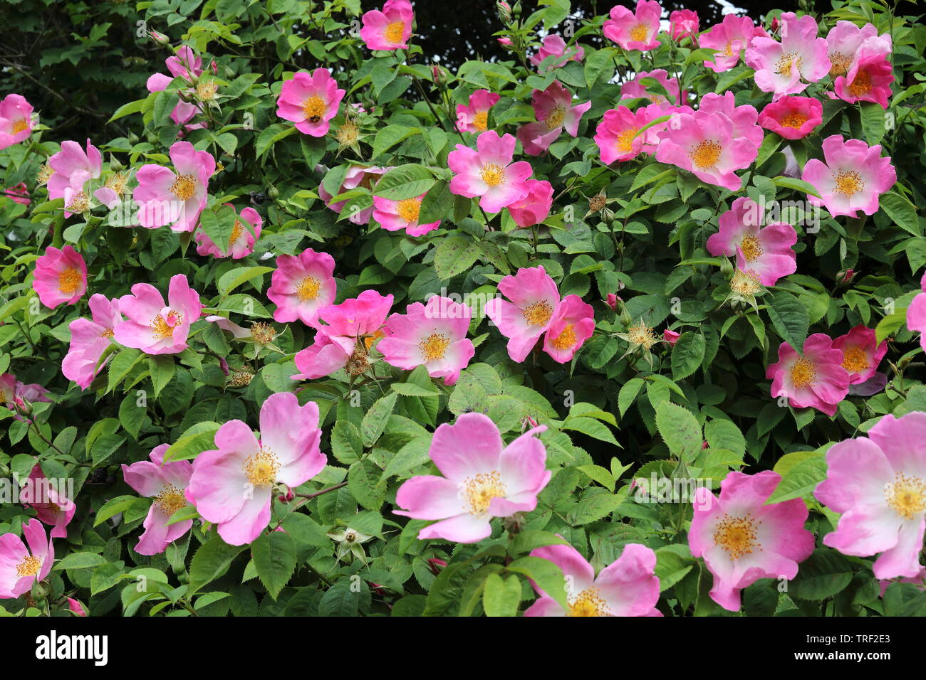 Rosa Complicata in full bloom Stock Photo