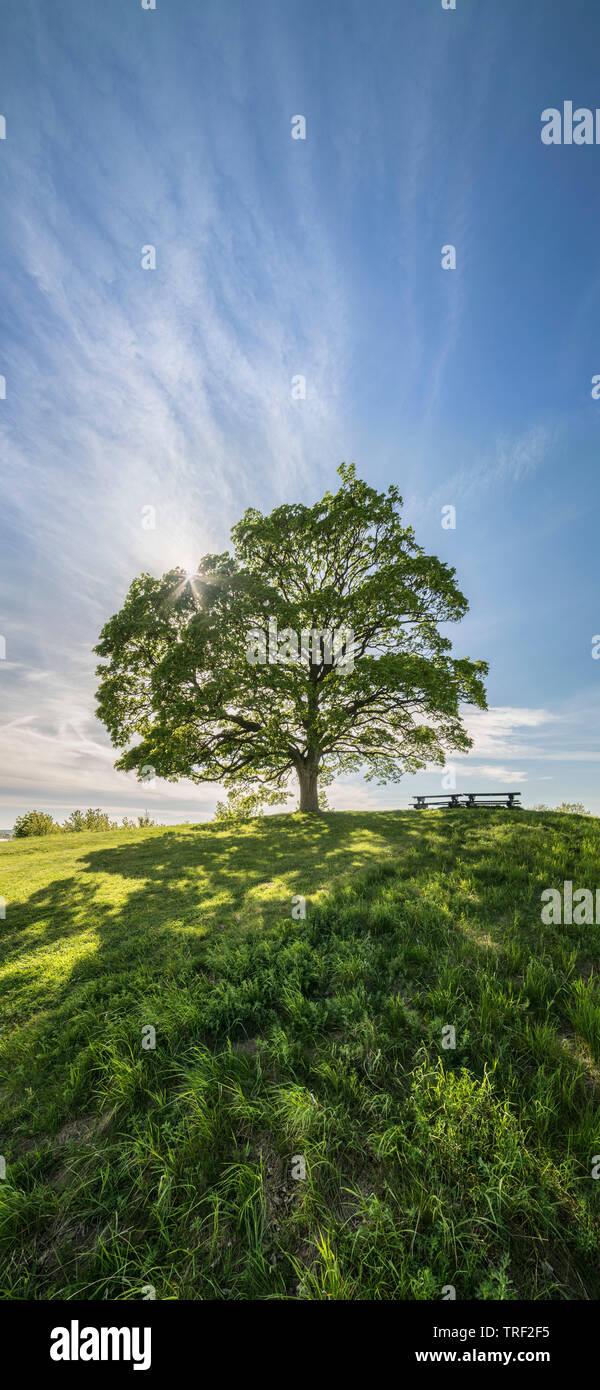 Old maple tree on a hill at Zimmermans Backe. Skurup, Skane, Sweden, Scandinavia. Stock Photo