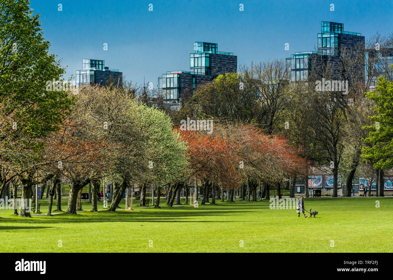 Walking the dog in The Meadows, Edinburgh Stock Photo