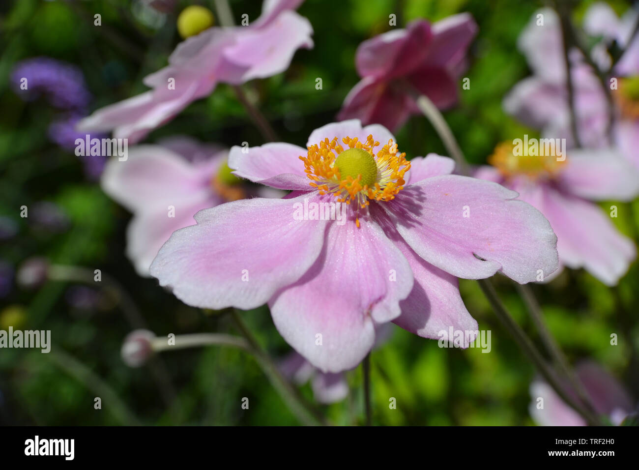 Japanese anemone, Anemone x hybrida 'Serenade'. Stock Photo