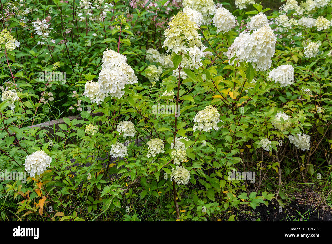 Garden shrub shape blooms until late autumn Stock Photo