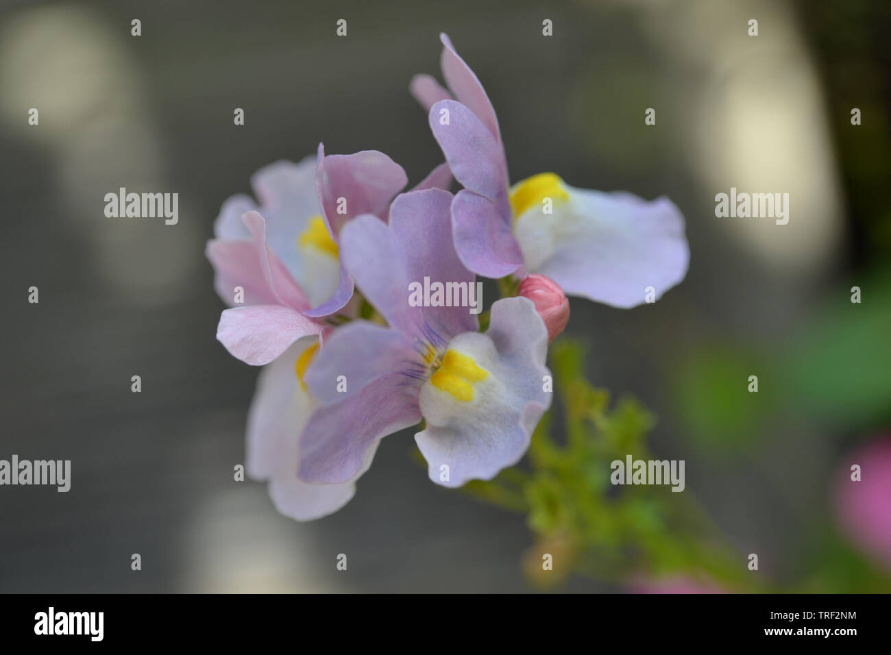 Nemesia amelie flower, often used as a container or hanging basket plant  Stock Photo - Alamy