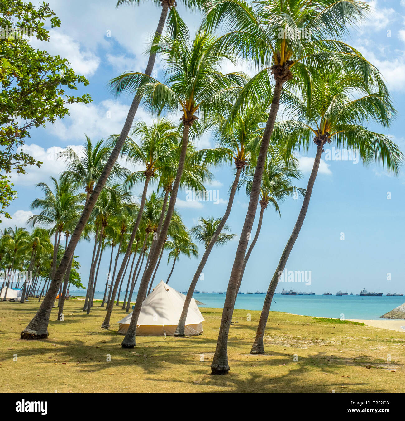 Tents among coconut palms along East Coast Park camping ground Singapore. Stock Photo