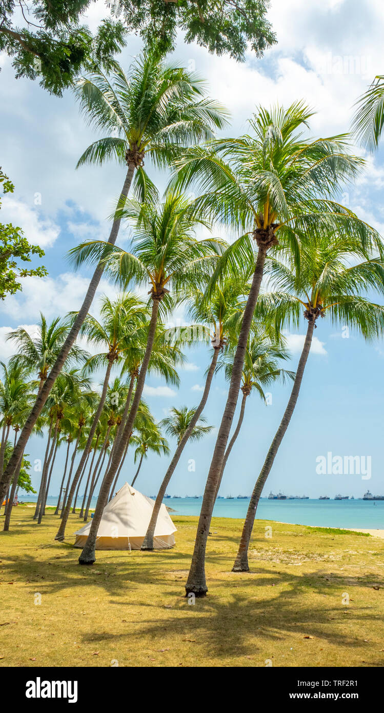 Tent among coconut palms along East Coast Park camping ground Singapore. Stock Photo