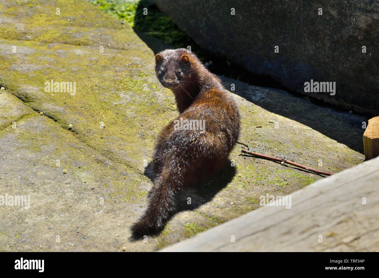 A wild mink  'Mustela vison', looking back as he emerges from under driftwood on the shore of Vancouver Island Stock Photo