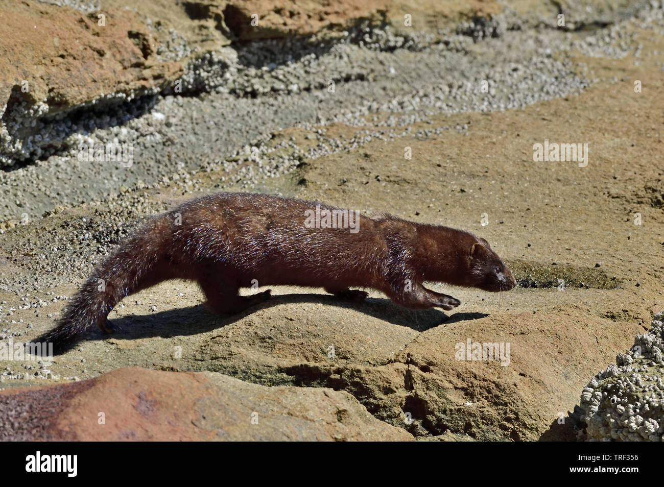 A side view of a wild mink 'Mustela vison', walking along the rocks on the shore of Vancouver Island Stock Photo