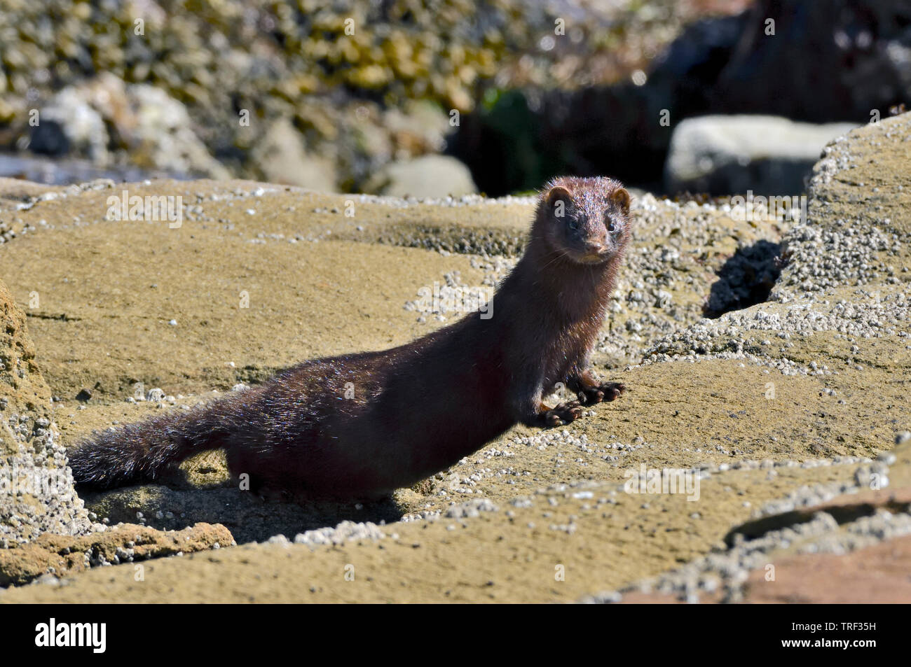 A wild mink  'Mustela vison', looking back as he emerges from behind some rocks on the shore of Vancouver Island Stock Photo