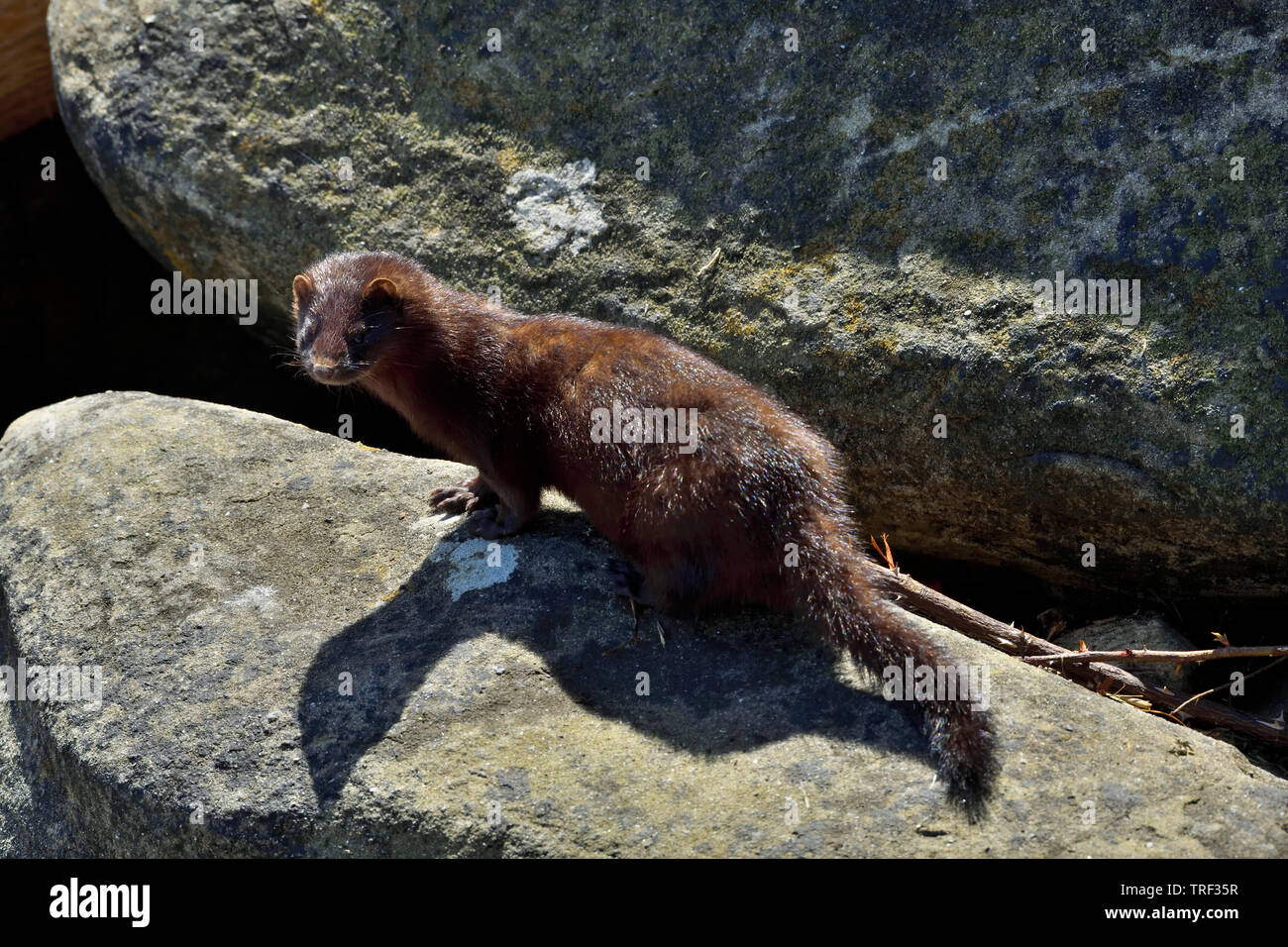 A wild mink  'Mustela vison', looking back as he travels along a rock pile on the shore of Vancouver Island Stock Photo