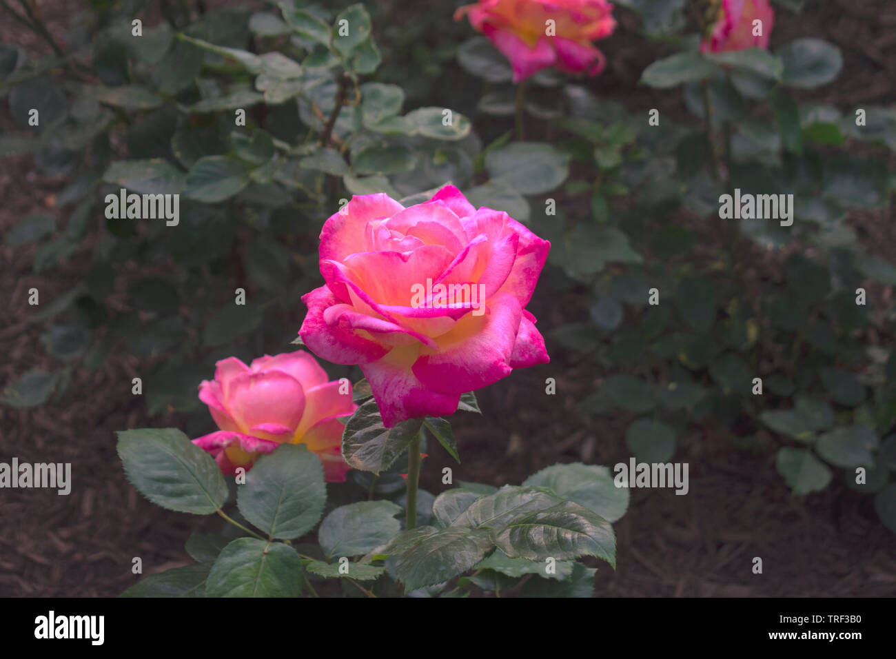 Several large pink roses surrounded by dark green leaves Stock Photo