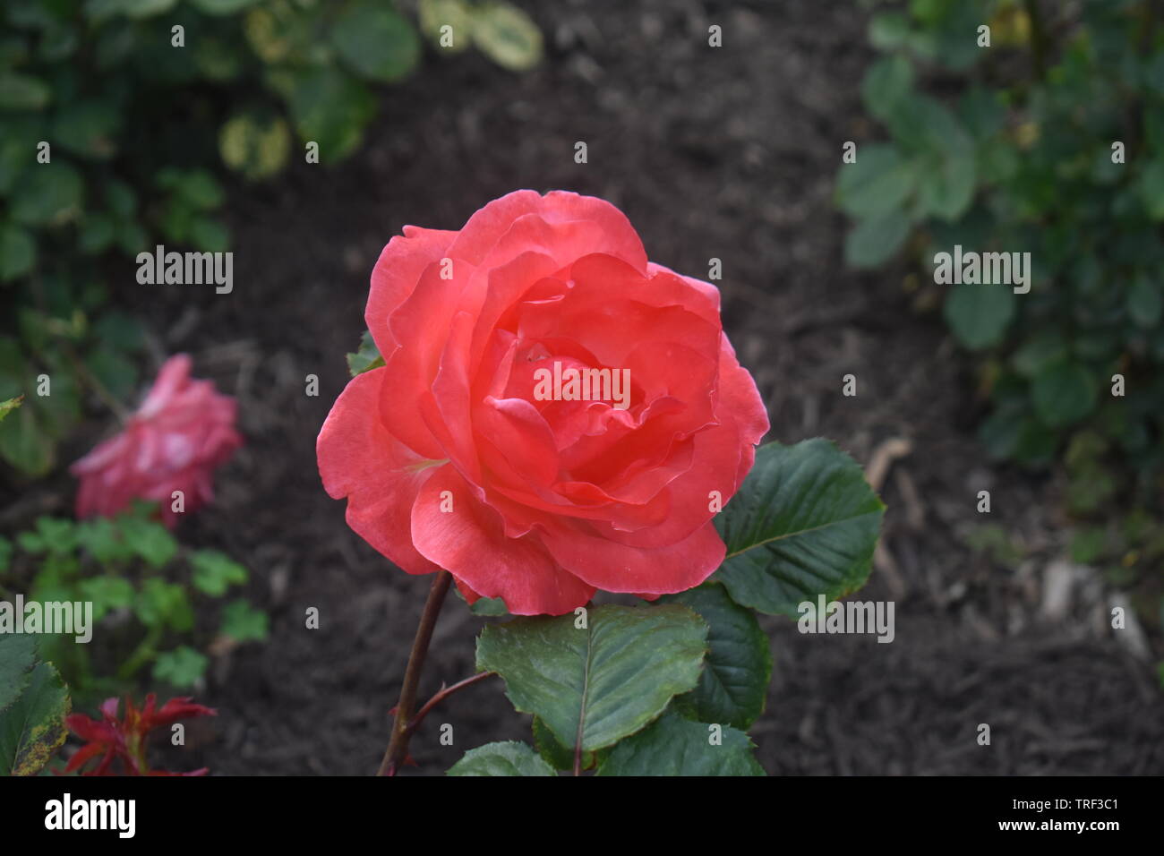Large isolated peach, or salmon colored rose on a bed of dark green leaves Stock Photo