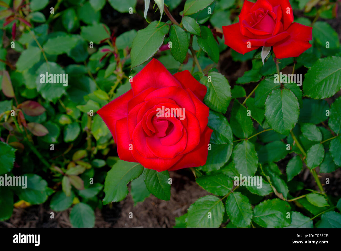Two large red, roses surrounded by dark green leaves Stock Photo