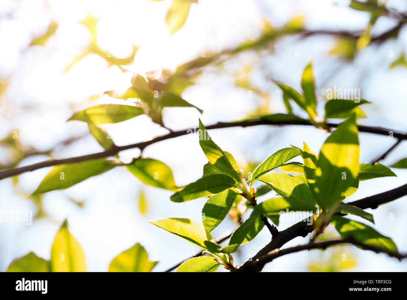 Tree branch with buds background spring stock photo alamy