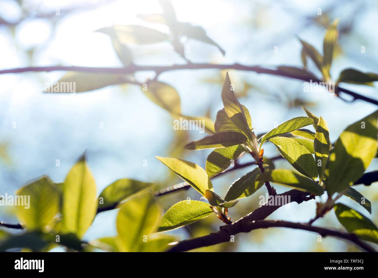 Tree branch with buds background spring stock photo alamy