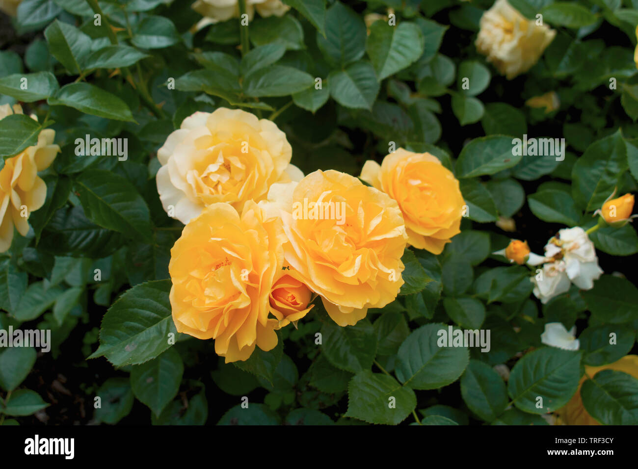 Several large yellow roses surrounded by dark green leaves Stock Photo