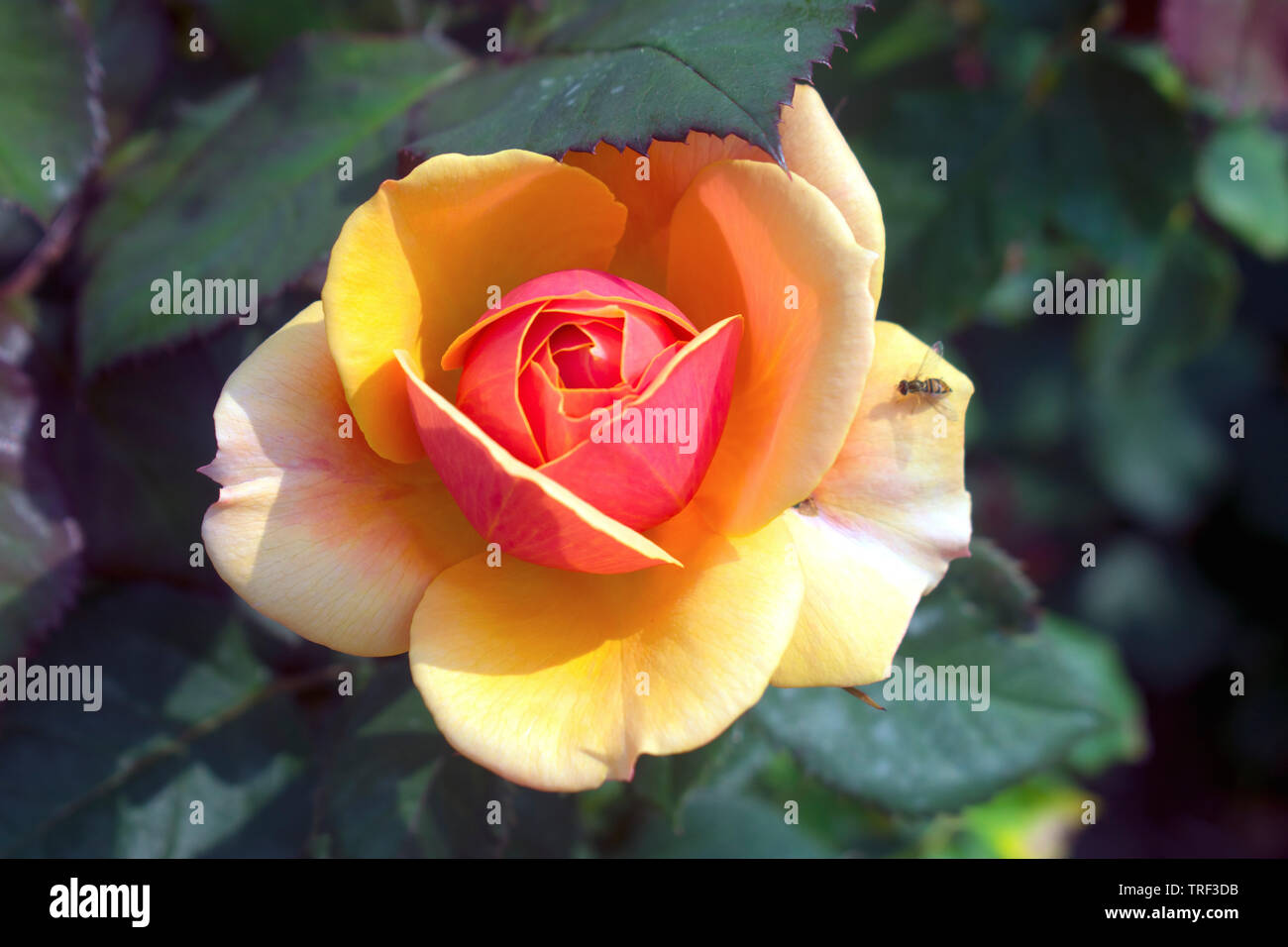 Large isolated yellow rose, with some peach shading in the center, on a bed of dark green leaves Stock Photo