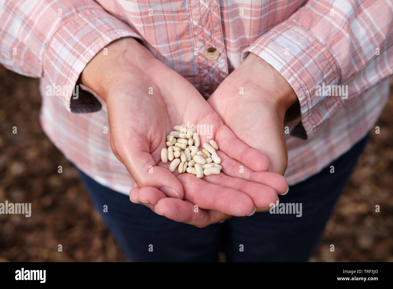 Caucasian woman holding Dwarf Bean 'Ferrari' plant seeds in open hands. Stock Photo