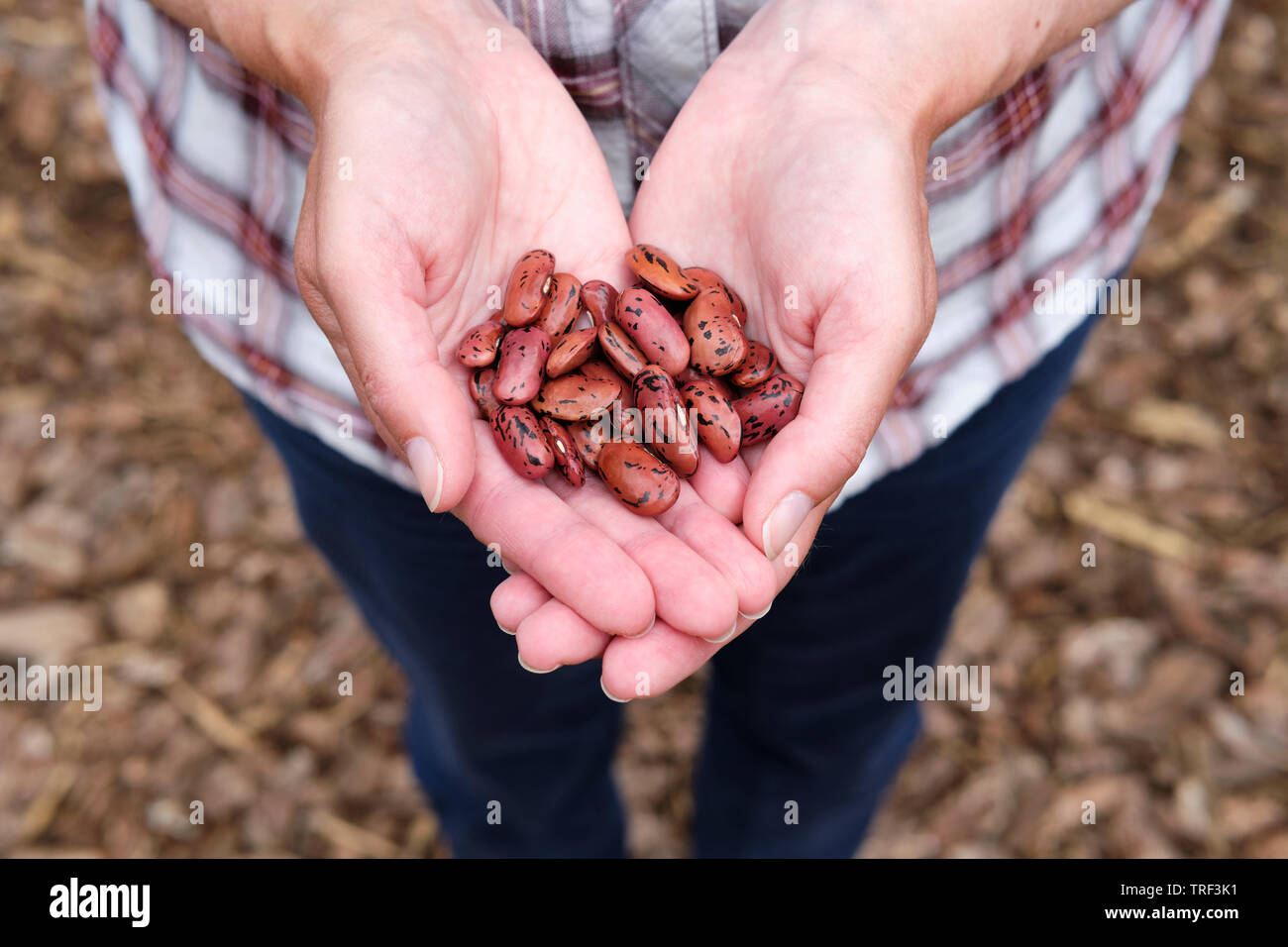 Caucasian woman holding Runner Bean 'Enorma' plant seeds in open hands. Stock Photo