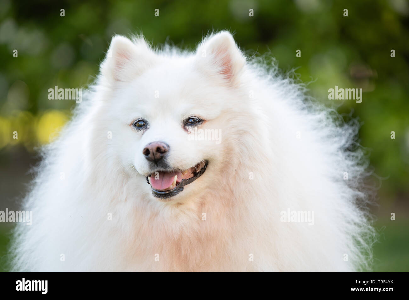 A portrait of an American Eskimo dog. These dogs are a member of the Spitz family, originating in Germany. Stock Photo