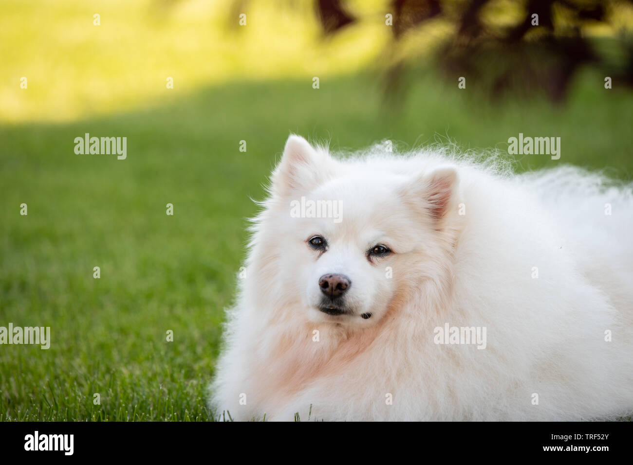 A portrait of an American Eskimo dog. These dogs are a member of the Spitz family, originating in Germany. Stock Photo