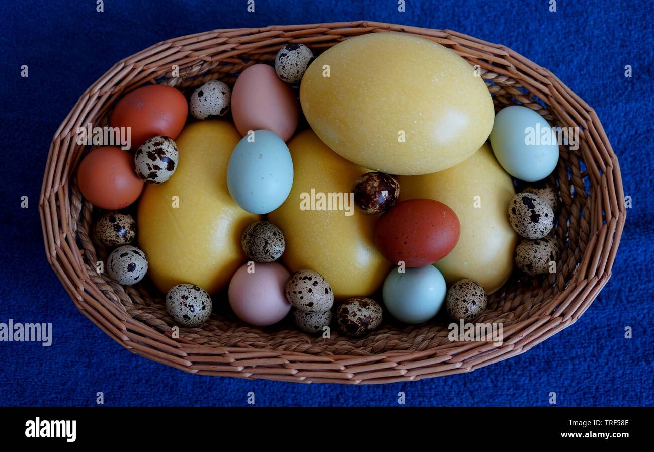 Basket full of eggs from various birds like nandu, hen, quail, araucana or naran. Stock Photo