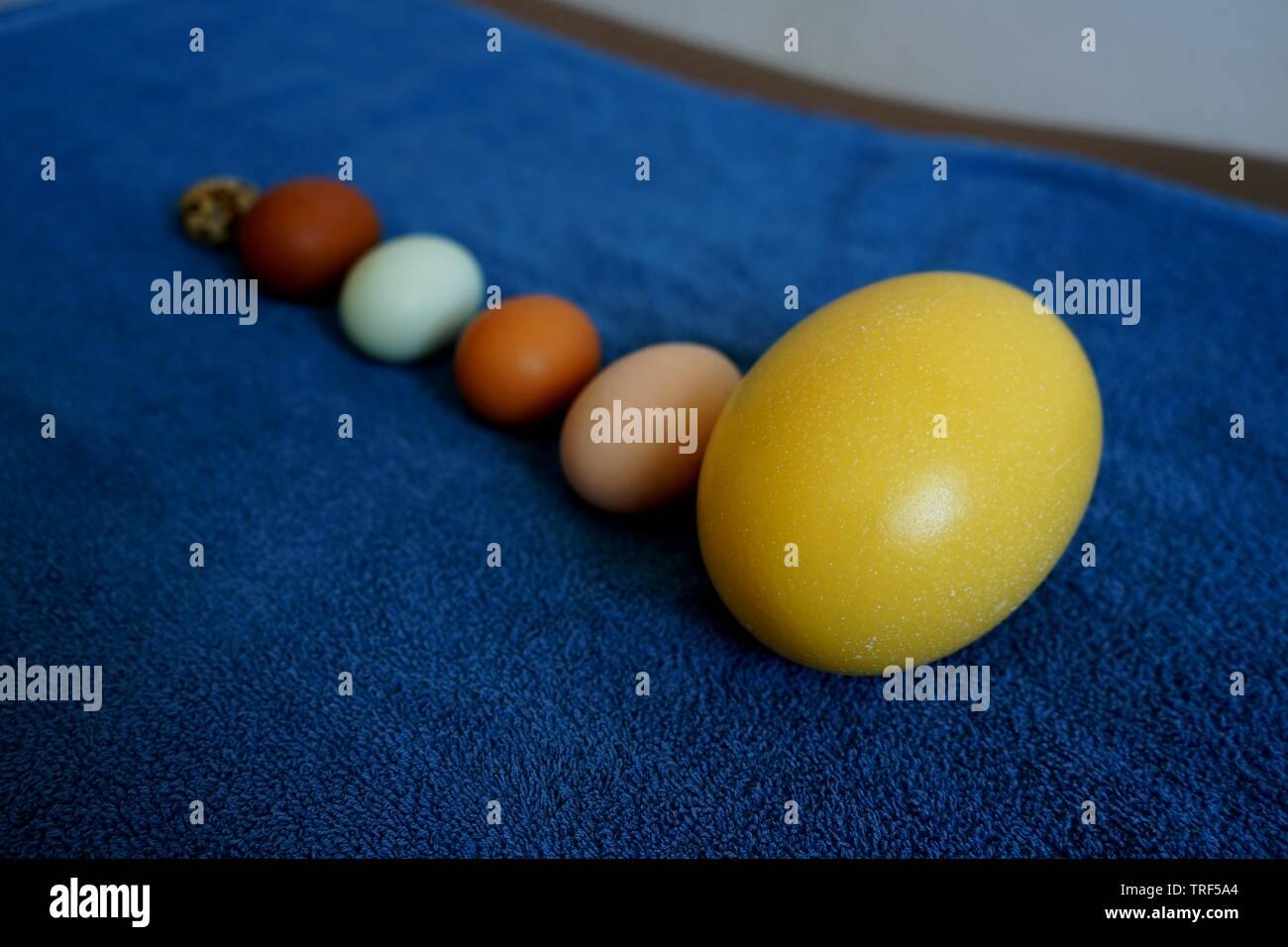 Egg size comparison from nandu to quail. Stock Photo