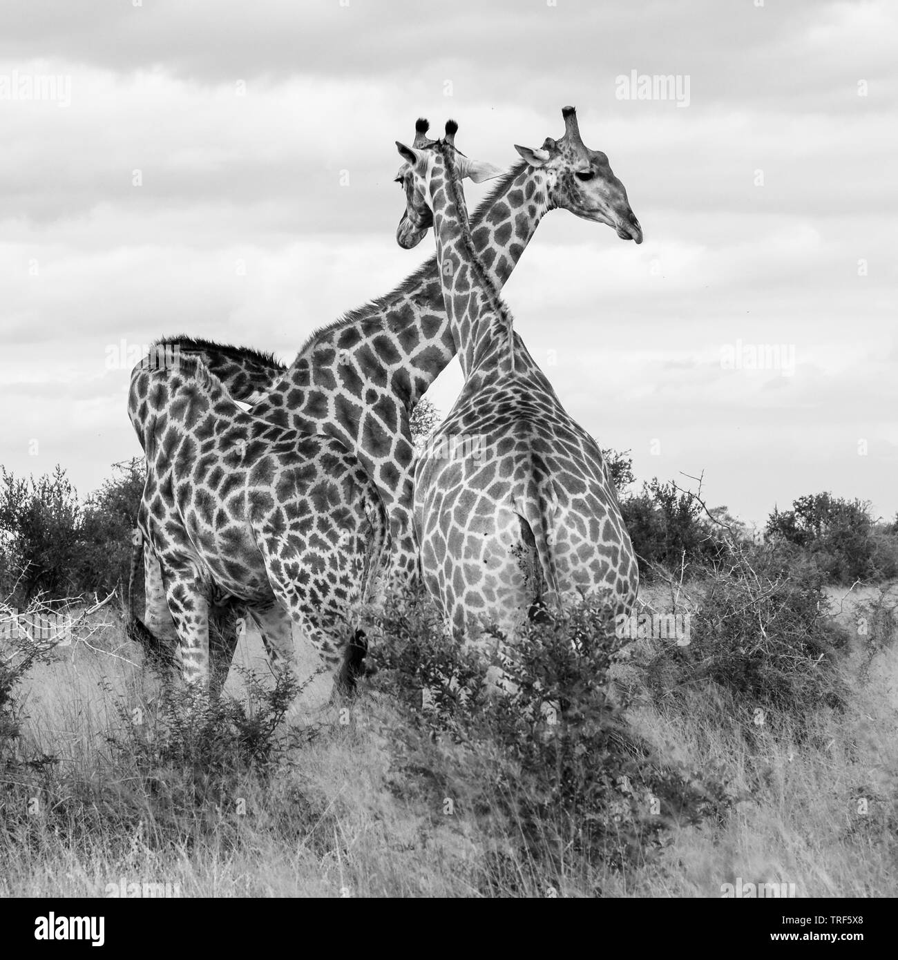 Family group of giraffes photographed in monochrome at Kruger Safari Park in South Africa. Stock Photo