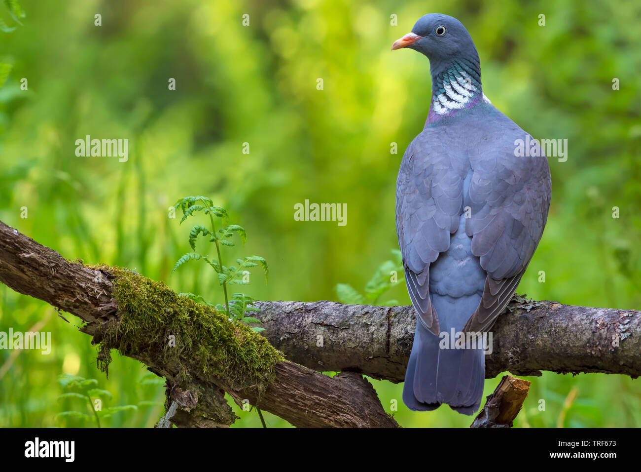 Common wood pigeon perched on the top of aged stock of branches backview with head turn Stock Photo