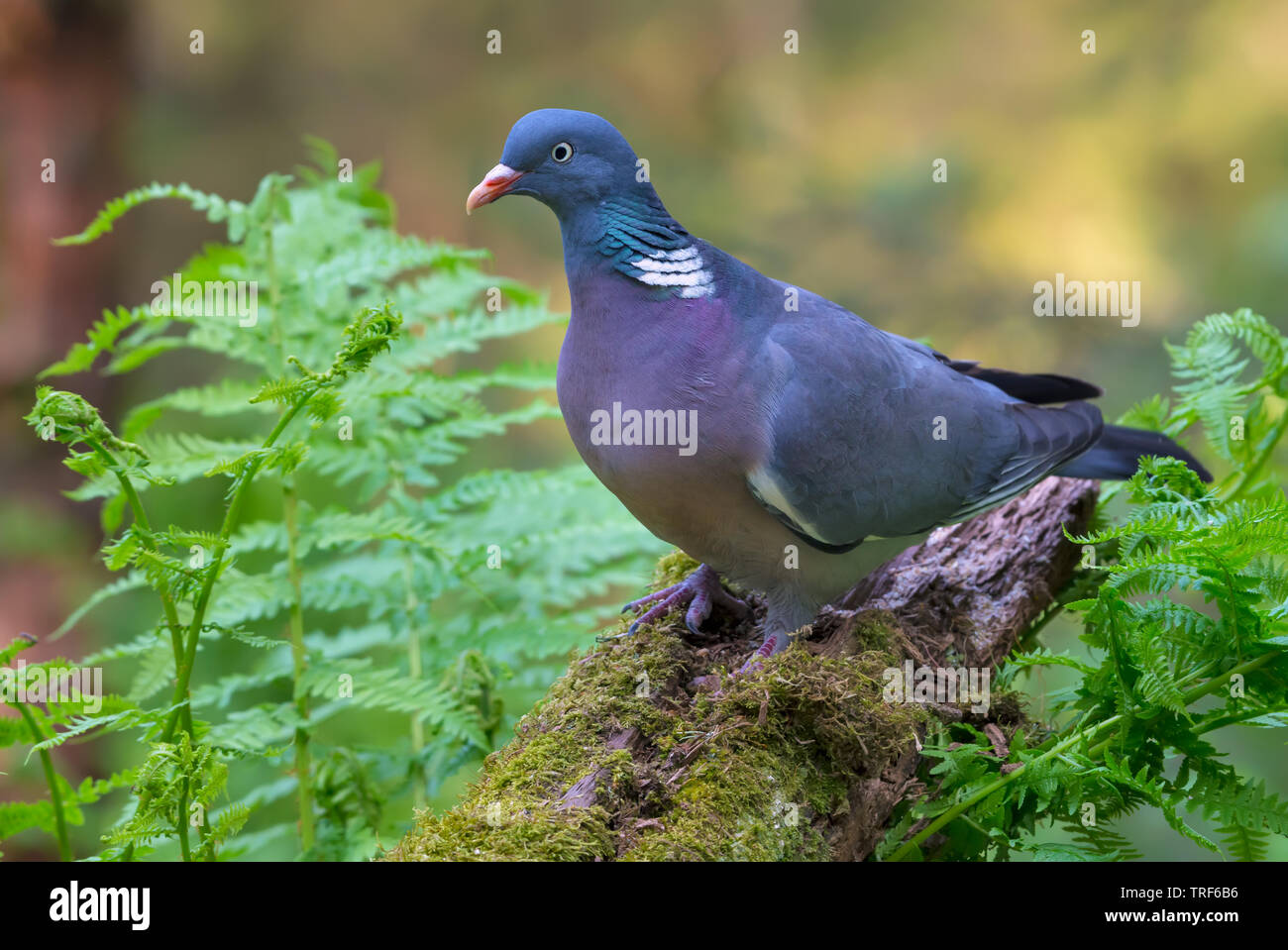 Common wood pigeon sits on old stug with moss and ferns in forest Stock Photo