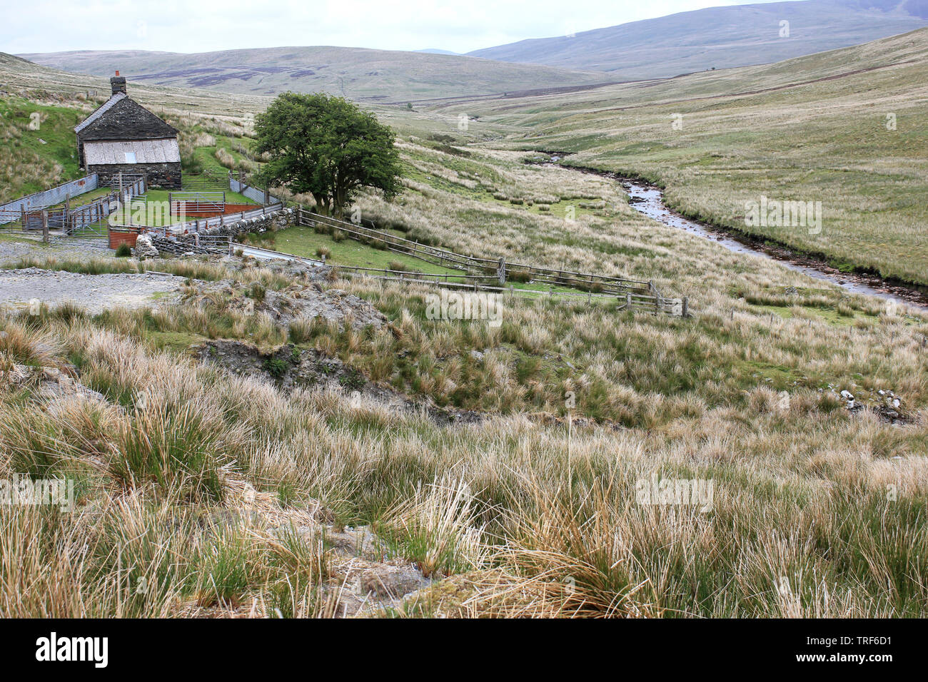 Remote Farmhouse with Sheep Pens on the Migneint Moors, nr Ysbyty Ifan, Snowdonia, north-west Wales Stock Photo