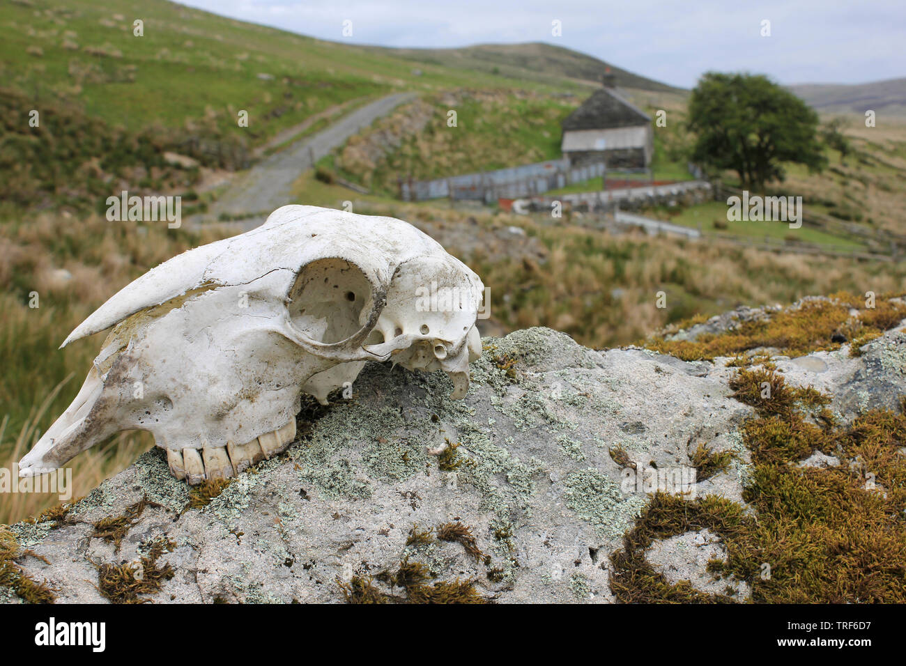 Sheep Skull on a rock beside a remote farmhouse in the Migneint-Arenig-Dduallt Special Area of Conservation, Snowdonia, Wales Stock Photo