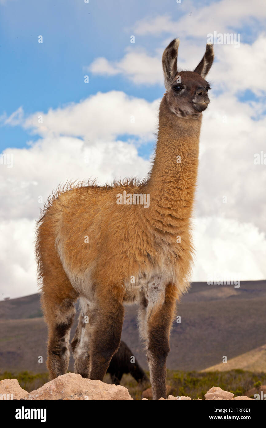 Llama,traditional animal of Peru Stock Photo - Alamy
