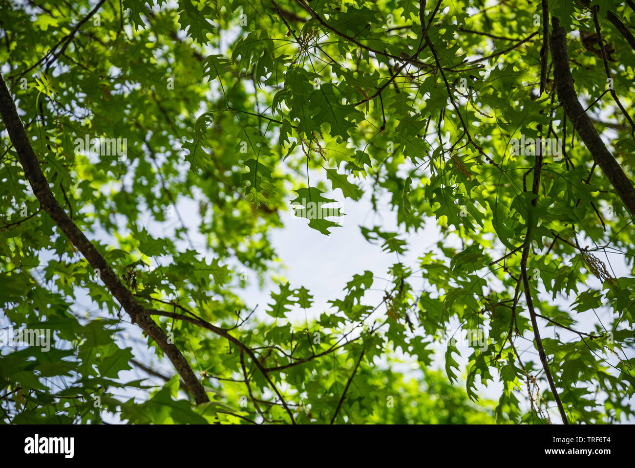 Oak tree comes to life in the Spring with delicate, beautiful new