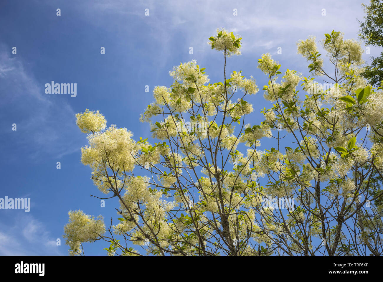 White Fringetree flowering during springtime in Georgia.  Chionanthus virginicus 'Grancy Grey Beard'. Stock Photo