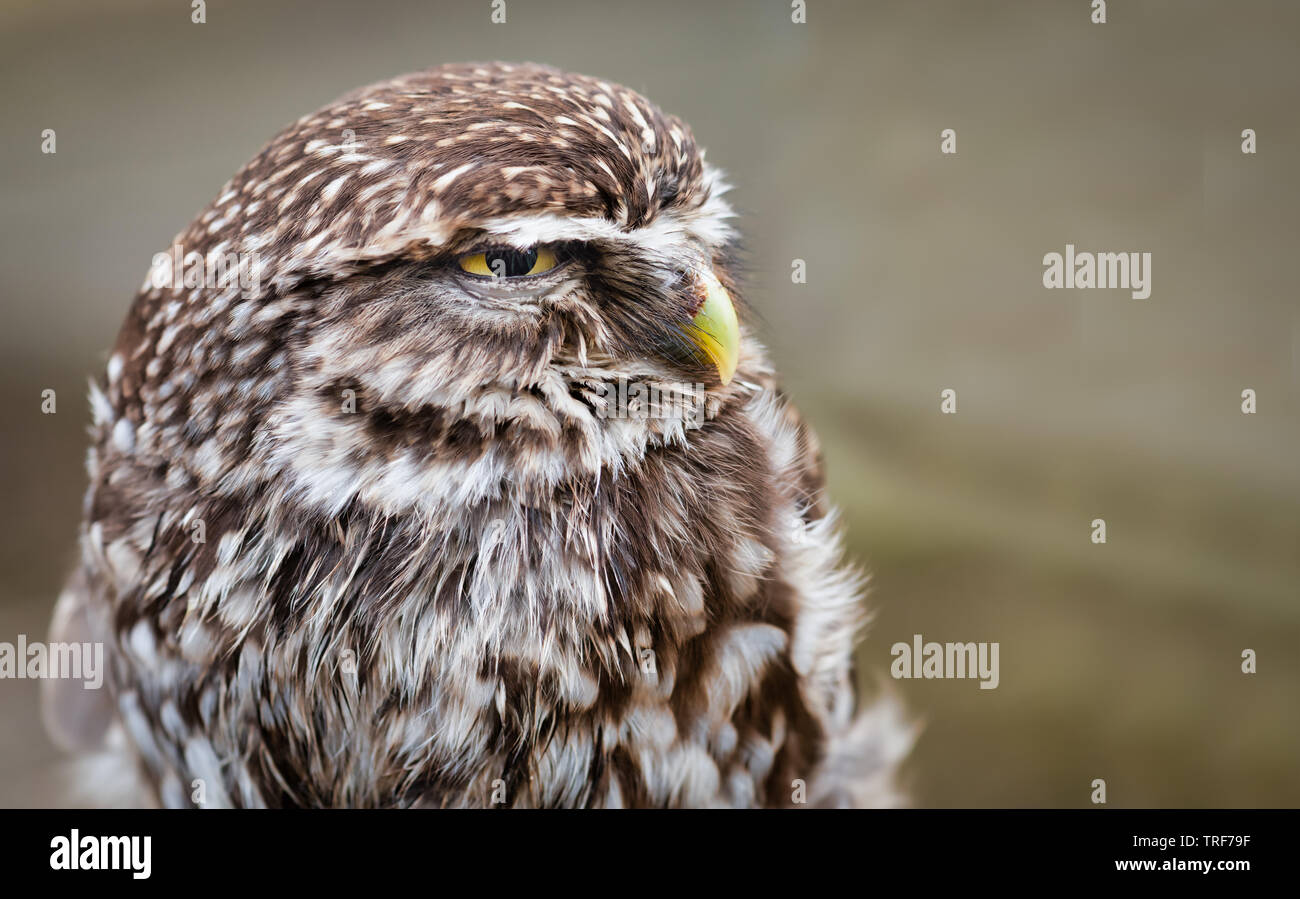 A very close half length portrait of a little owl staring slightly to the right Stock Photo