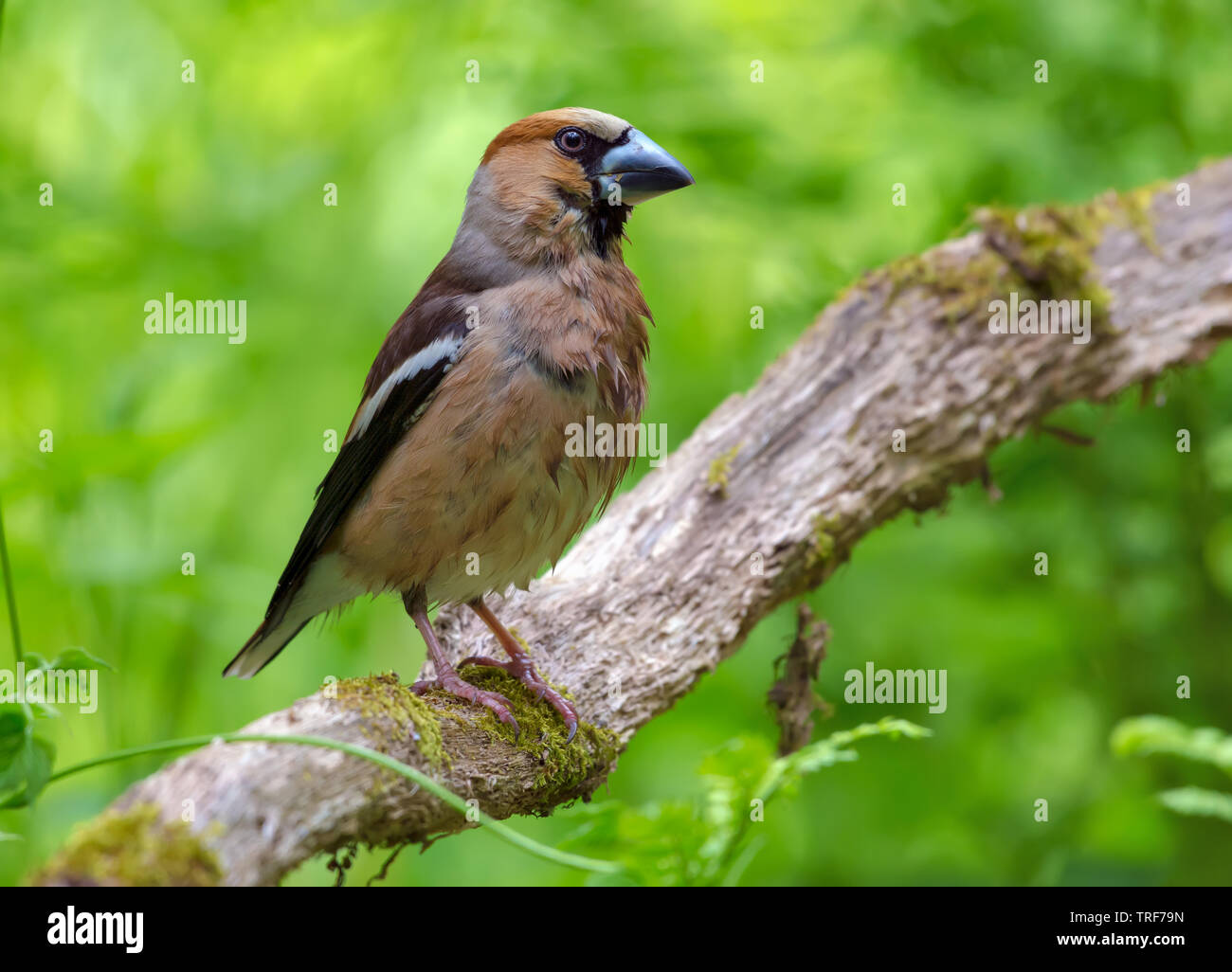 A bit wet Male hawfinch perched on a dry aged mossy branch in forest Stock Photo