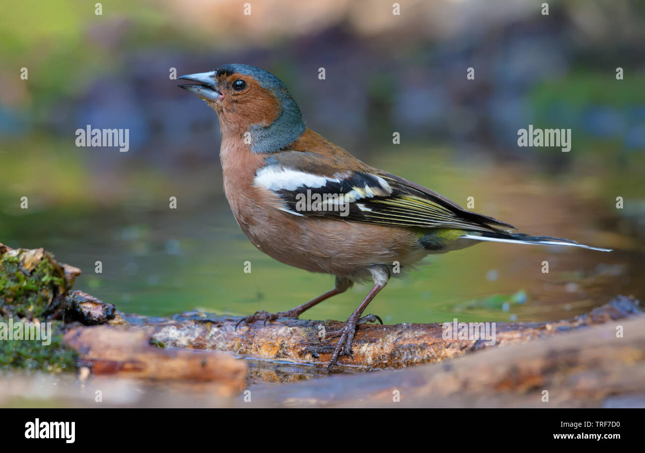 Male Chaffinch stands on a branch in a water pond Stock Photo