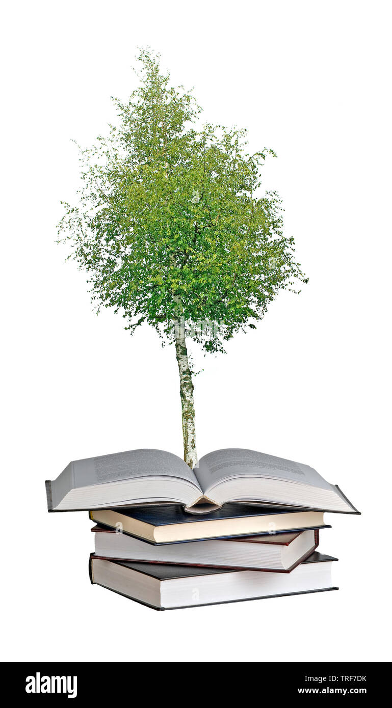 Birch tree growing from book Stock Photo Alamy