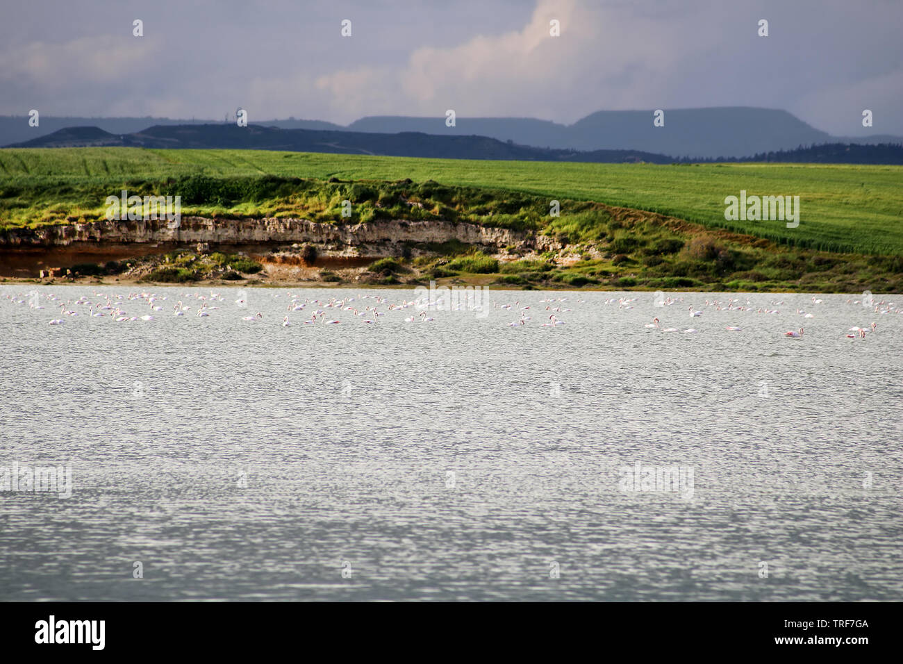 Salt lake and flamingos in Larnaca, Cyprus Stock Photo - Alamy