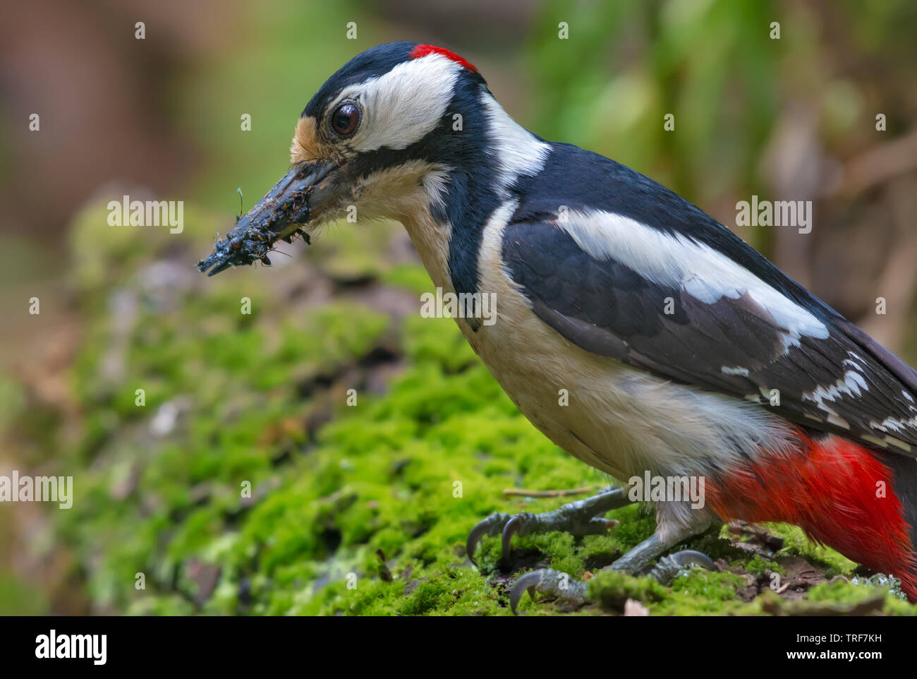 Close look at Male Great spotted woodpecker with beak full of ants and other insects for his nestlings Stock Photo