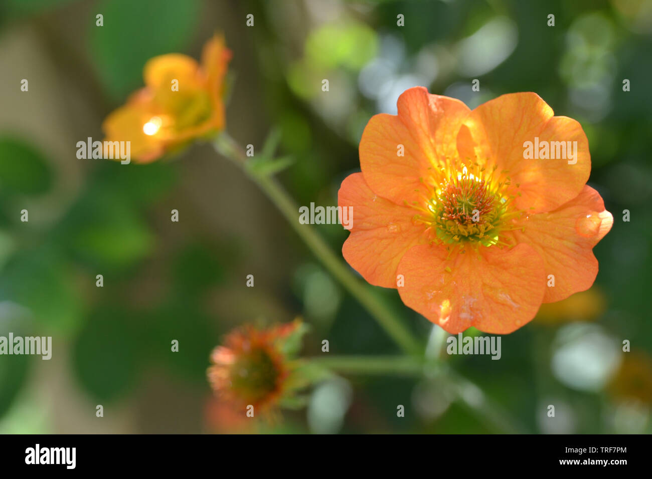 Geum 'Totally Tangerine' Stock Photo Alamy