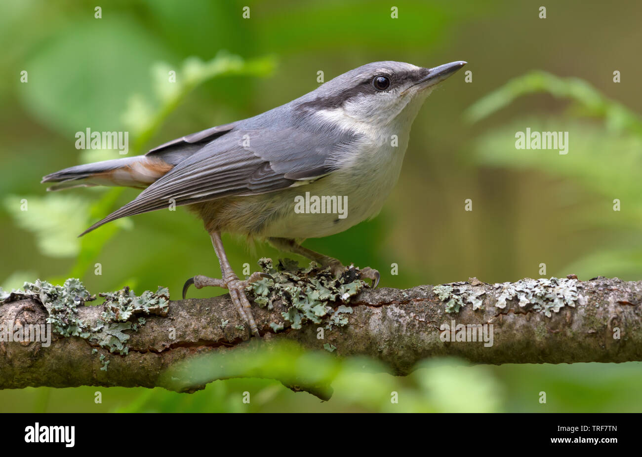 Eurasian nuthatch simple posing on an old lichen branch Stock Photo