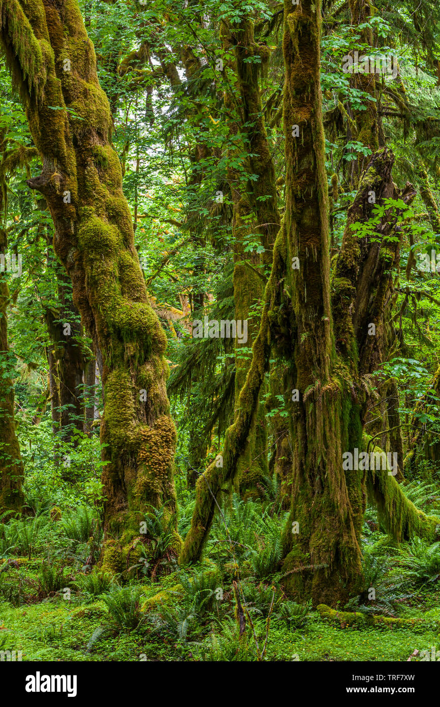 A Forest Scene In The Quinault Rainforest Olympic National Park a-forest-scene-in-the-quinault-rainforest-olympic-national-park