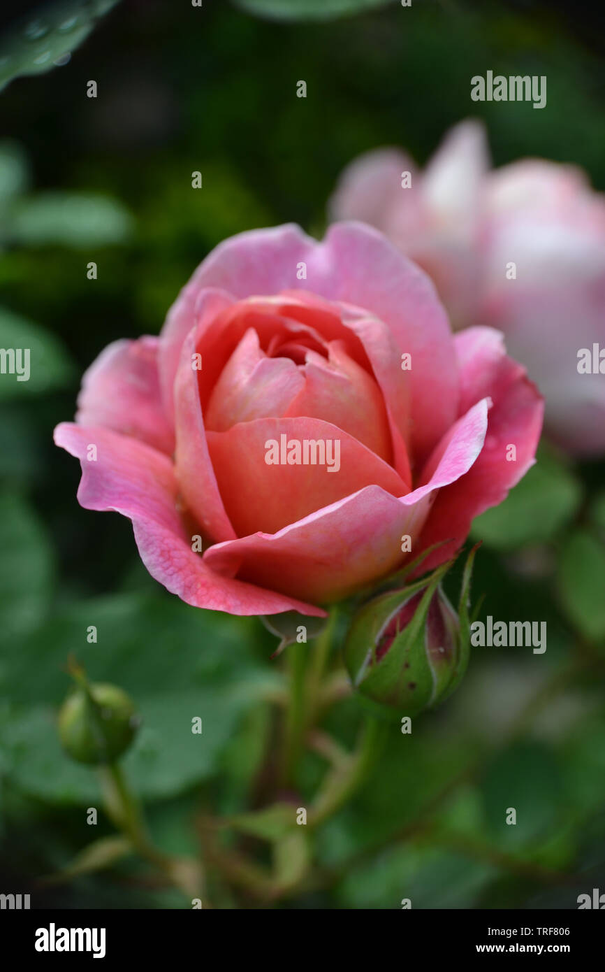 English shrub rose, Boscobel, bred by David Austin Stock Photo Alamy