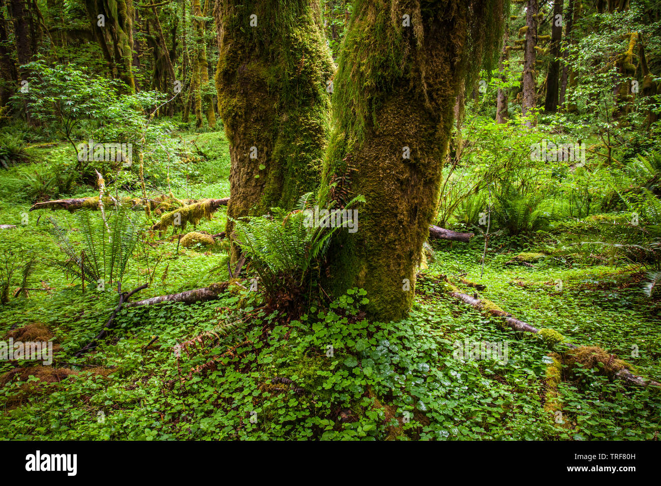 A moss covered tree trunk in the Quinault Rainforest, Olympic National Park, Washington, USA. Stock Photo
