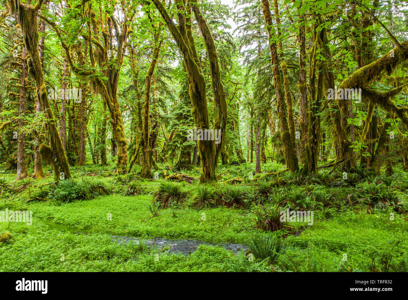 Rainforest Stream Washington Hi res Stock Photography And Images Alamy rainforest-stream-washington-hi-res-stock-photography-and-images-alamy